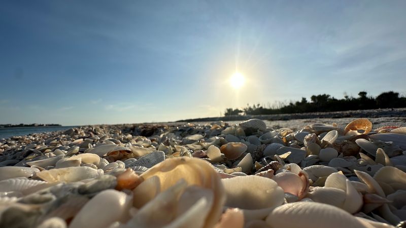 World-Class Shelling Opportunities