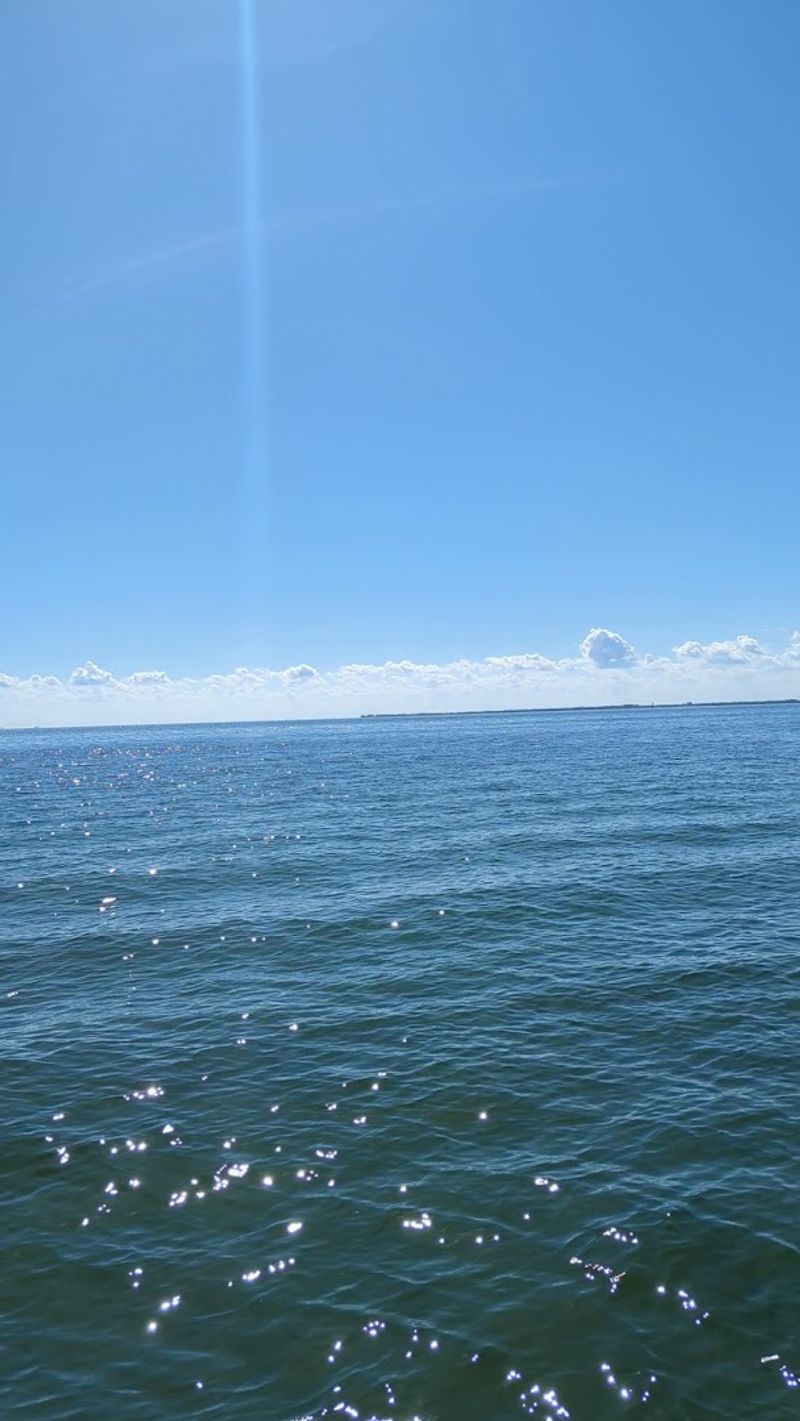 Wild Dolphins Swimming In Surrounding Waters