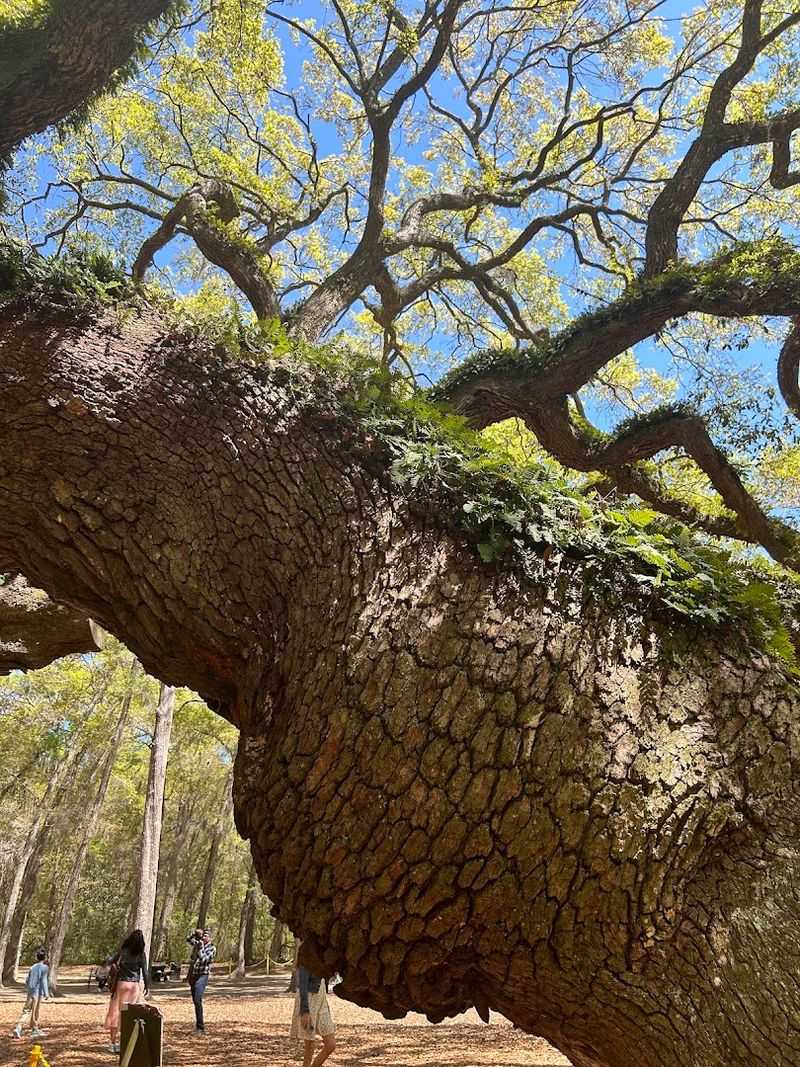 No Camera Can Fully Capture What This Tree Looks Like In Person