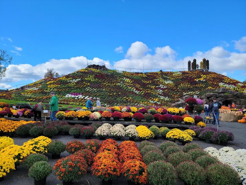 The Famous 40-Foot Mum Mountain
