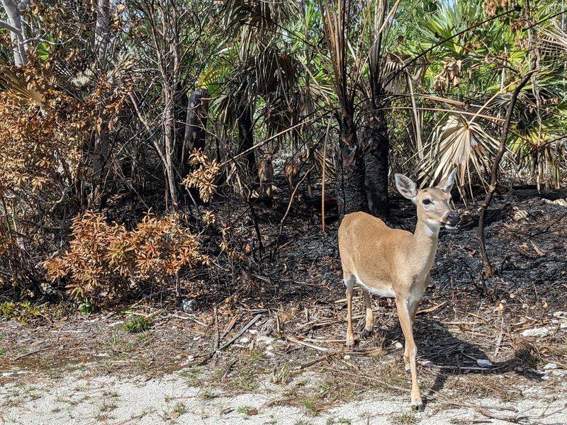 No Name Key: The Deer-Spotting Hotspot No Name Key: The Deer-Spotting Hotspot