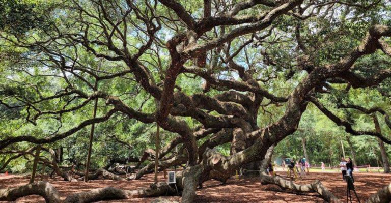 No Other Historic Landmark In South Carolina Compares To This 400-Year-Old Tree