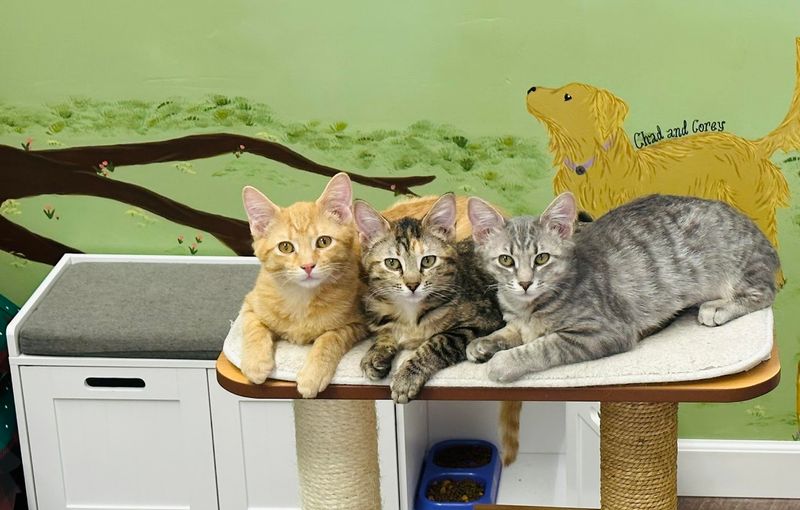 The Kitten Room Where Adoptions Happen