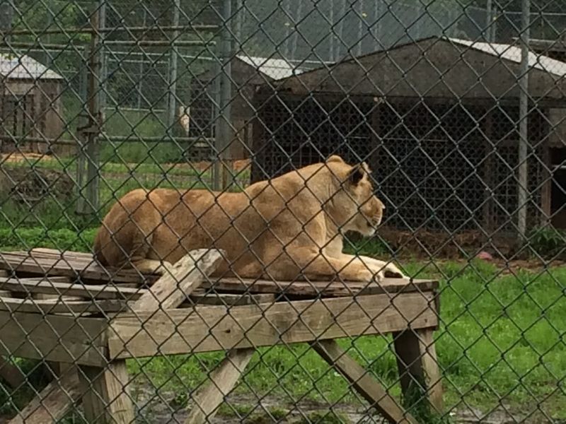 Noah's Lost Ark Exotic Animal Sanctuary, Berlin Center