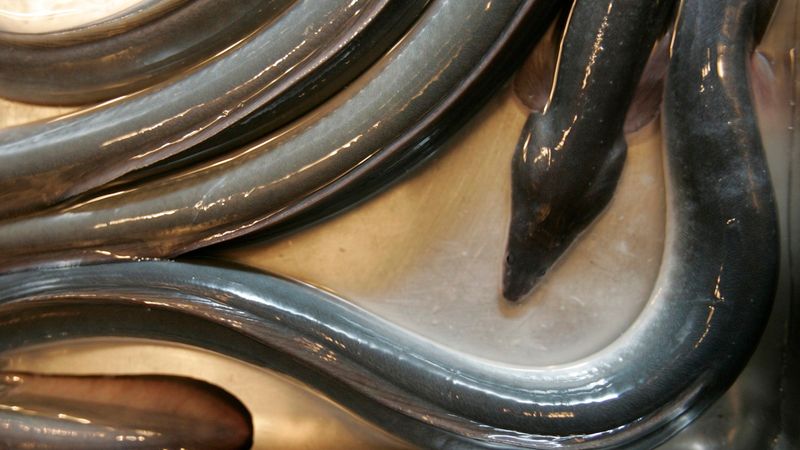 Farmed Freshwater Eel: Slippery Ethics