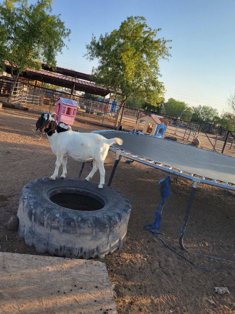 Norman The Goat Started A Feeding Tradition