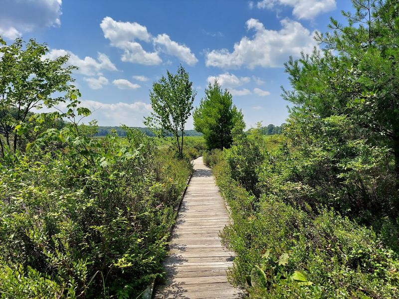 Bog Trail, Black Moshannon State Park