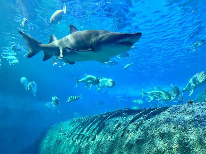 North Carolina Aquarium At Pine Knoll Shores
