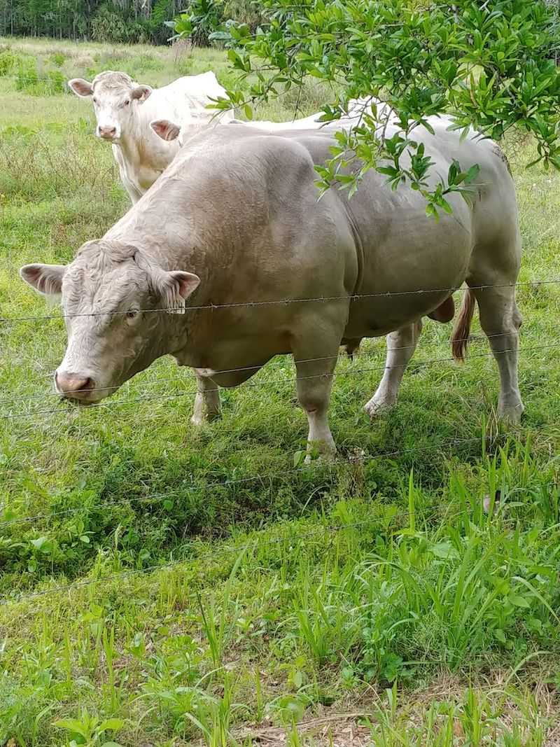 Central Florida Animal Reserve