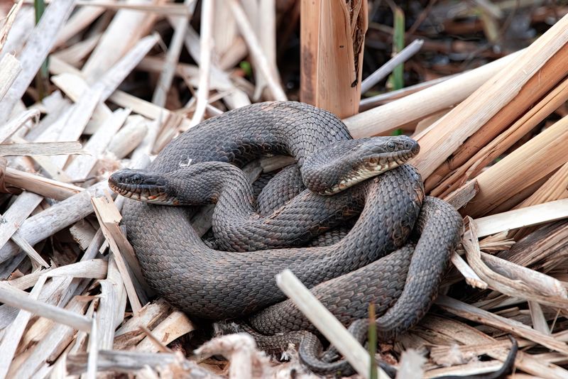 Northern Water Snakes Rule The Shallows