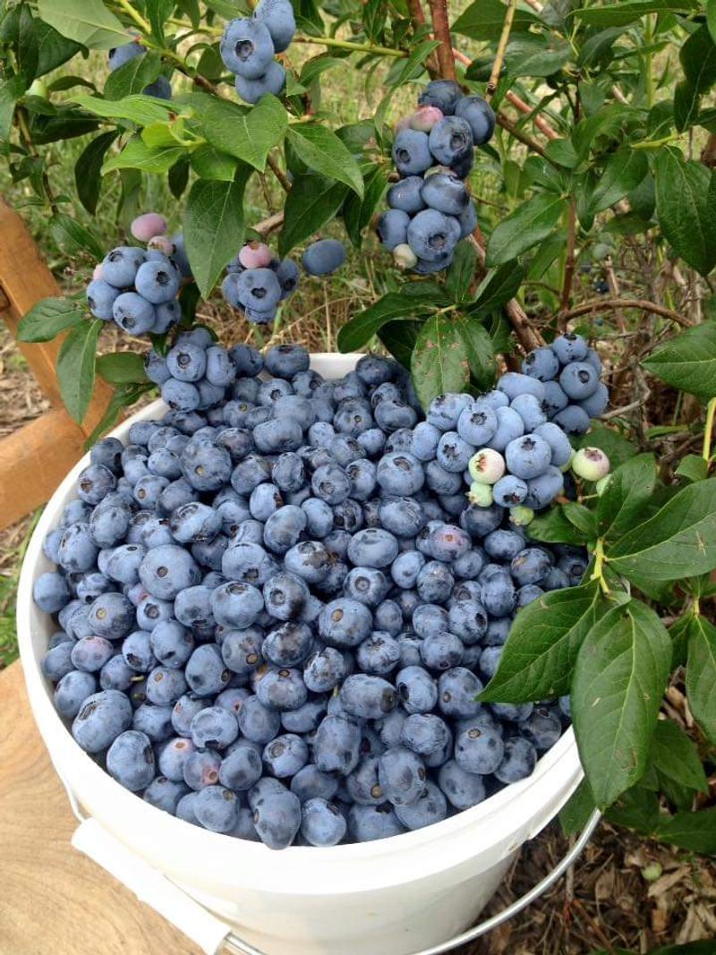 Northridge Blueberries, Conneaut