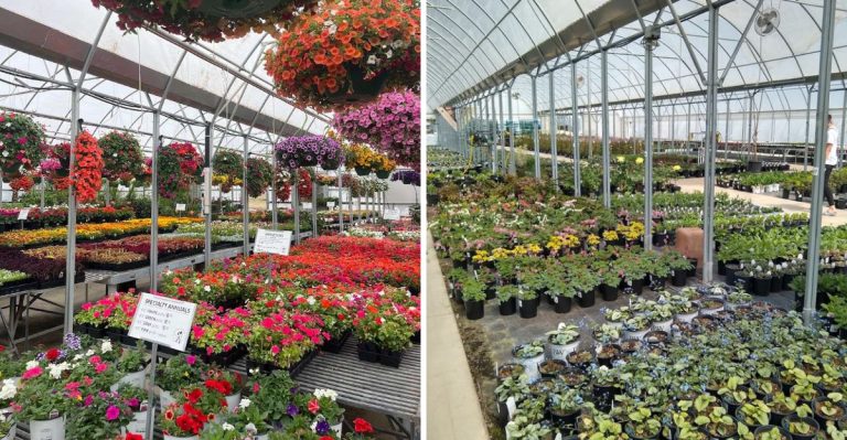Northwest Arkansas Hides A Garden Market Worth Building A Whole Day Around