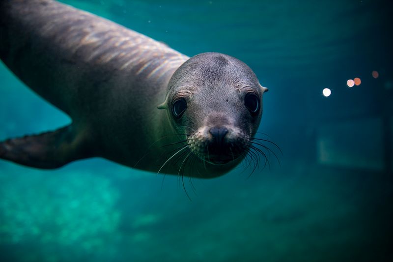 Point Defiance Zoo And Aquarium, Tacoma, Washington