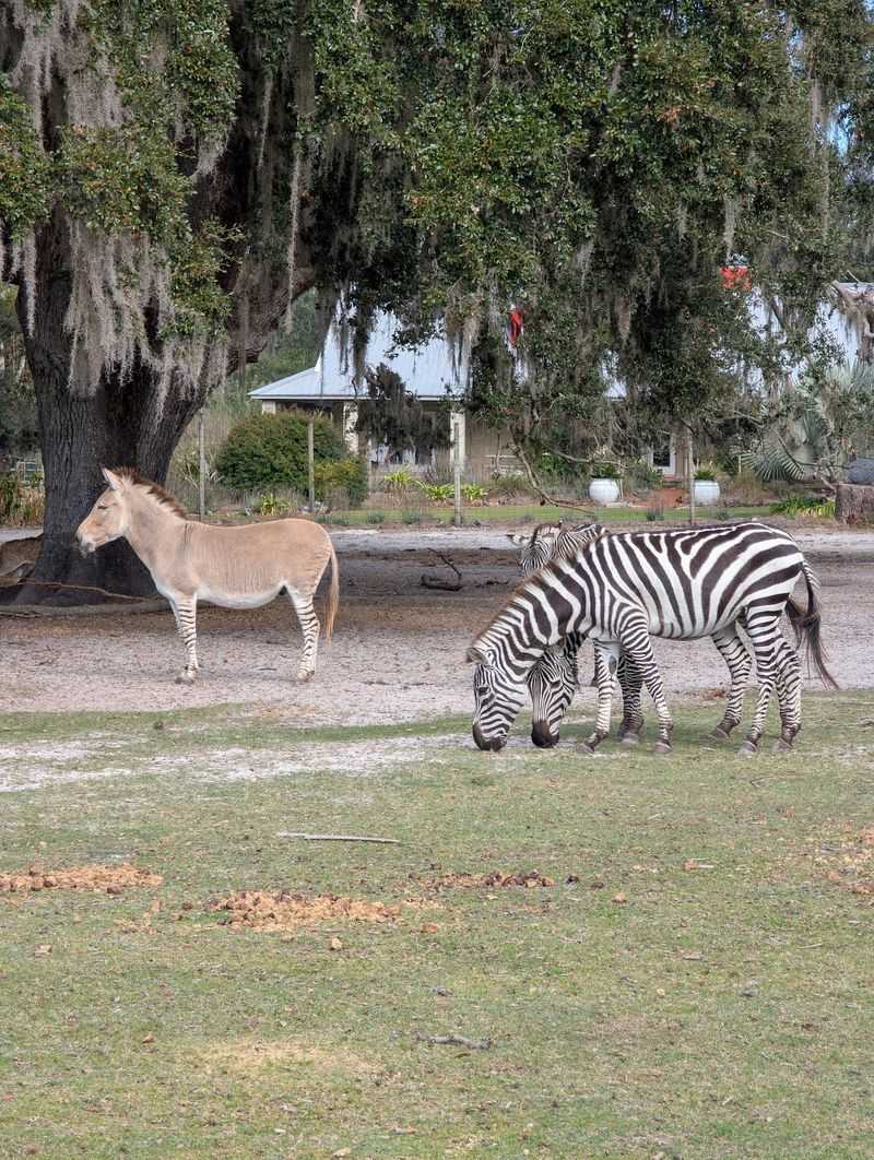 Not A Zoo, More Like A Mini African Safari
