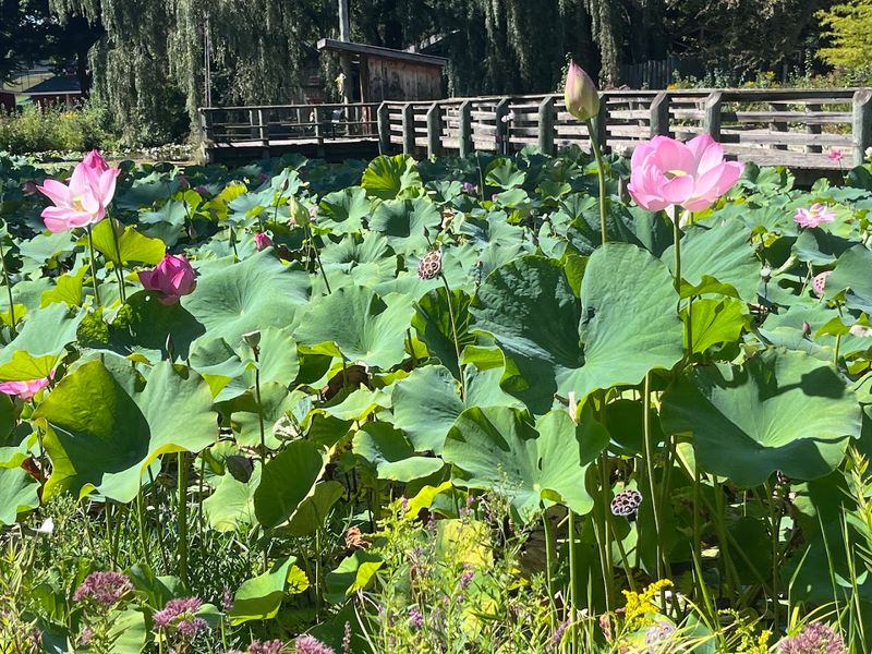 Notice How Much The Gardens Calm The Place Down