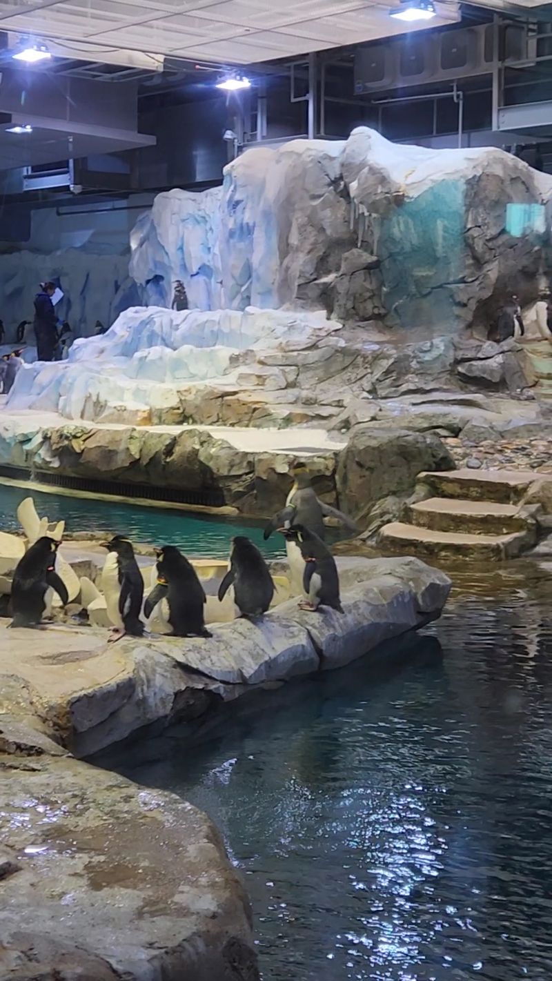 Meet The Macaronis Respectfully