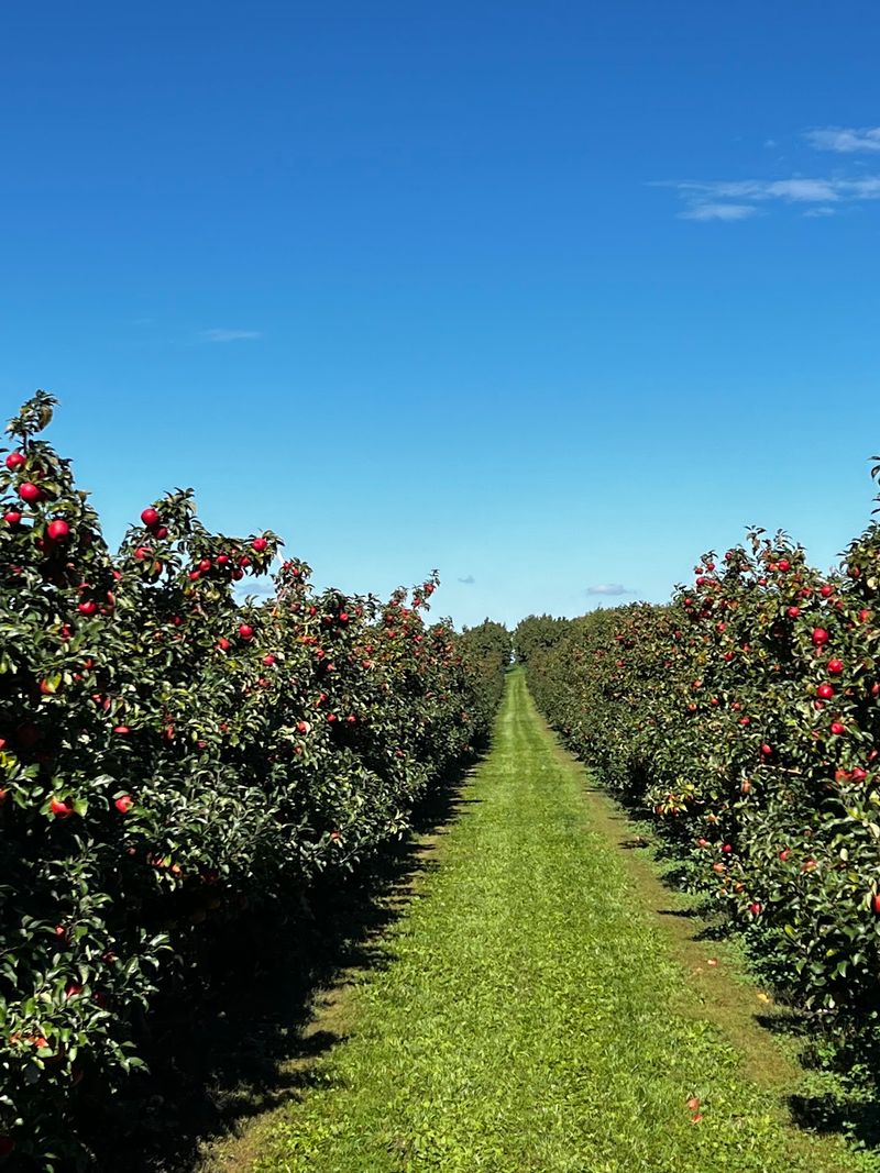 Notice The Family Story Behind The Fruit