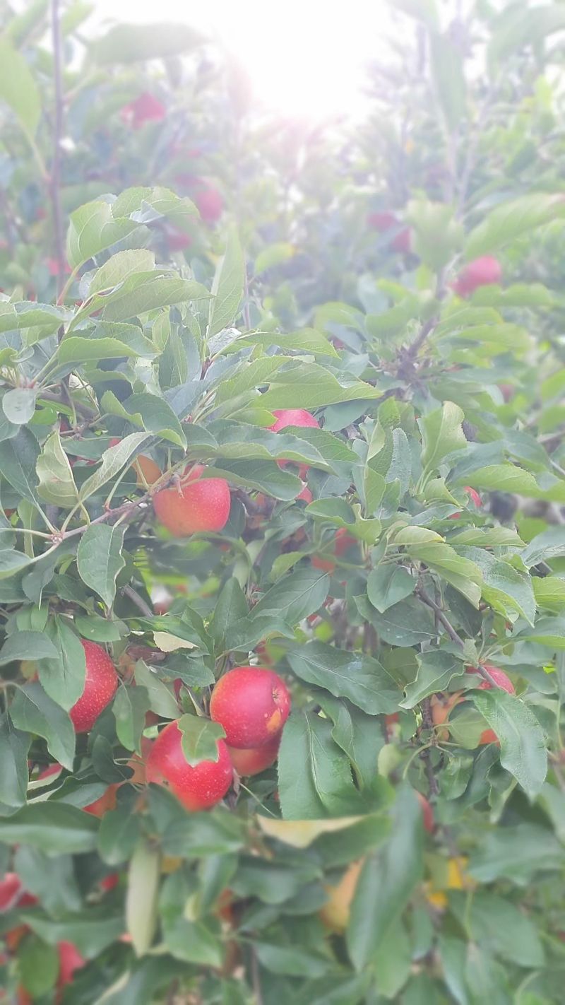 Notice The Orchard's Long History