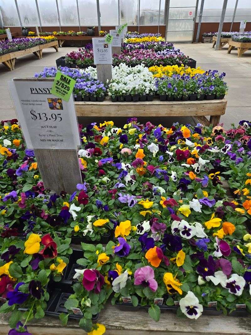 Notice The Overall Plant Quality Before You Fill Your Cart