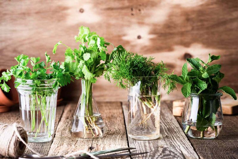 Fresh Herbs Wilt and Lose Aroma