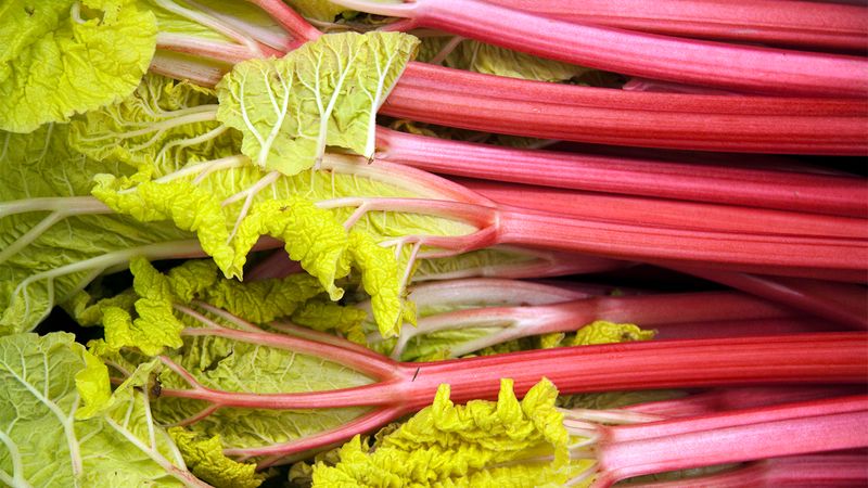 Rhubarb's Leaf Threat