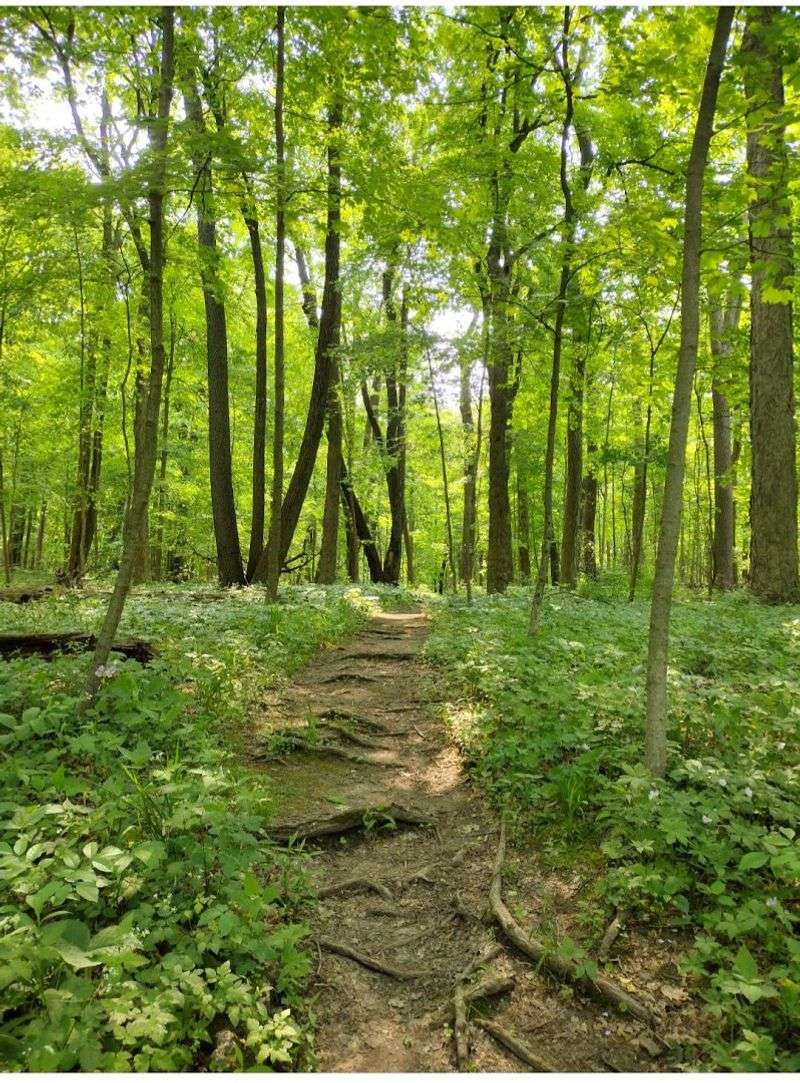 Raccoon Grove Nature Preserve, Monee, Illinois