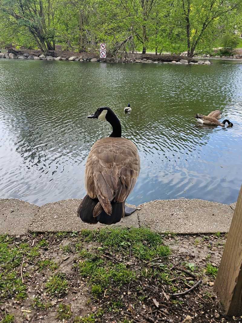 Oak Groves, Lagoons, And Bold Geese