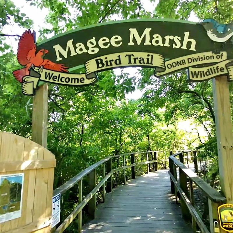 Magee Marsh Boardwalk, Magee Marsh Wildlife Area