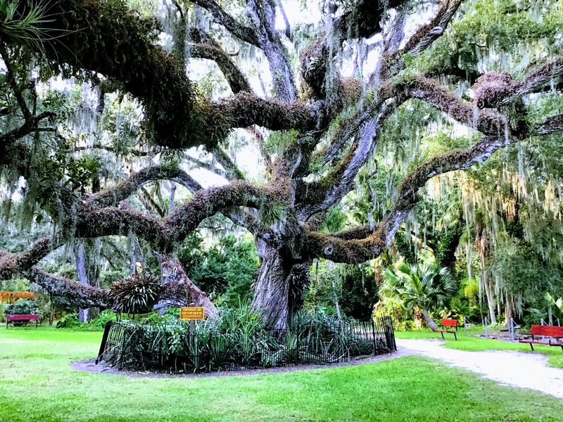 Oaks That Wear Their Age Proudly