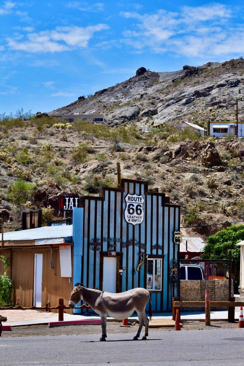 Oatman And The Wild Burros Of Route 66