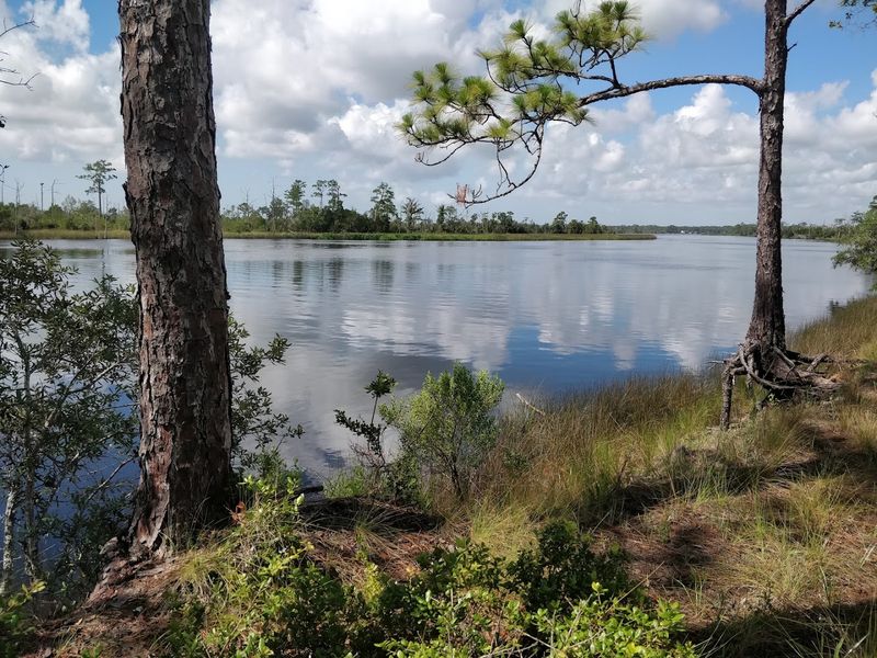 Ochlockonee River State Park Campground, Sopchoppy