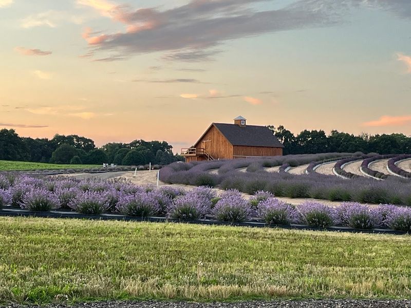 Ocimeae Lavender Farm
