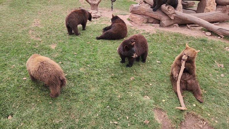 Oconee County: The Reigning Champ Of Bear Country