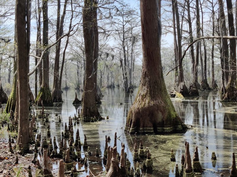 Merchants Millpond State Park