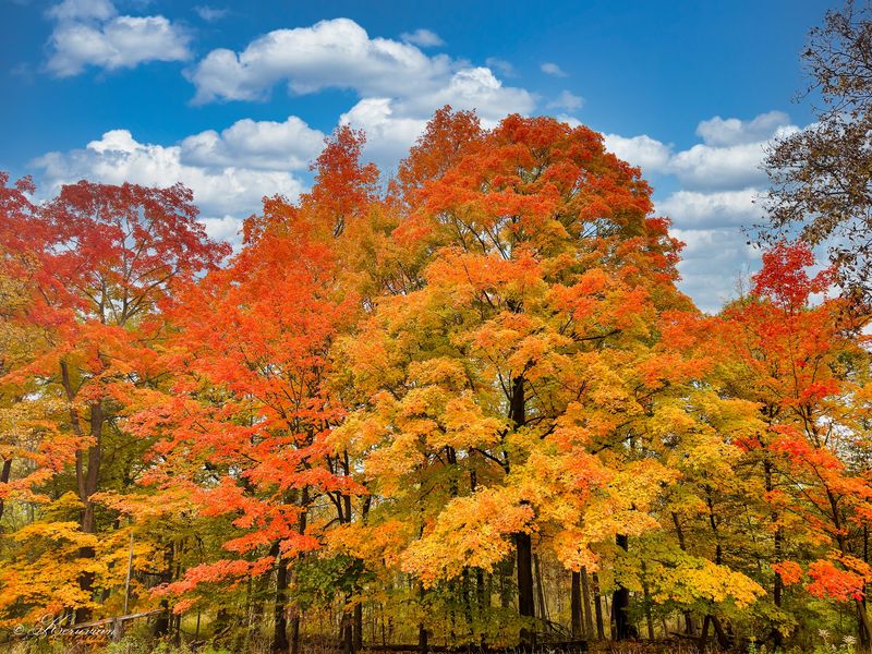 October Maples And The East Side Color Show