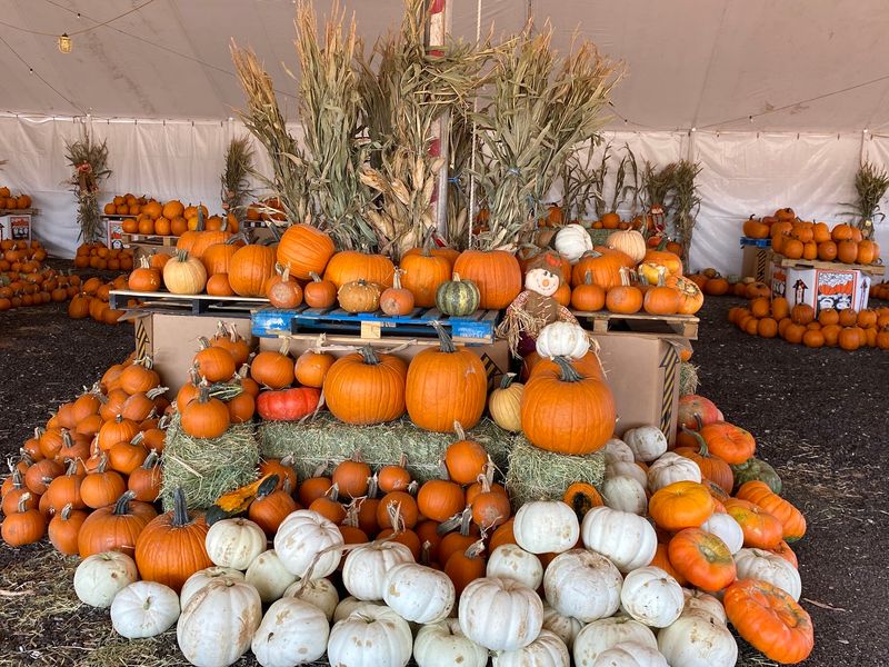 Oddball Pumpkins Worth Hunting Down