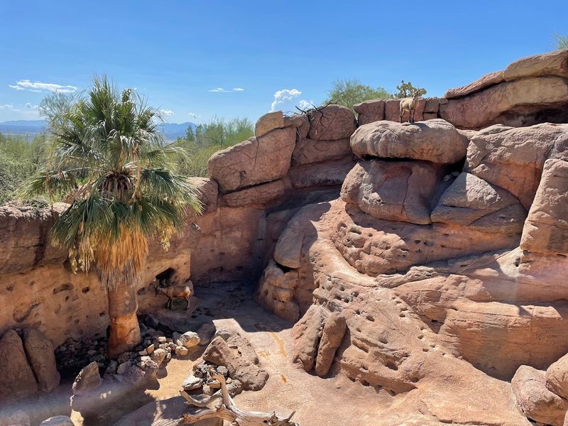 Arizona Sonora Desert Museum In Tucson Is Part Zoo Part Garden And Part Museum