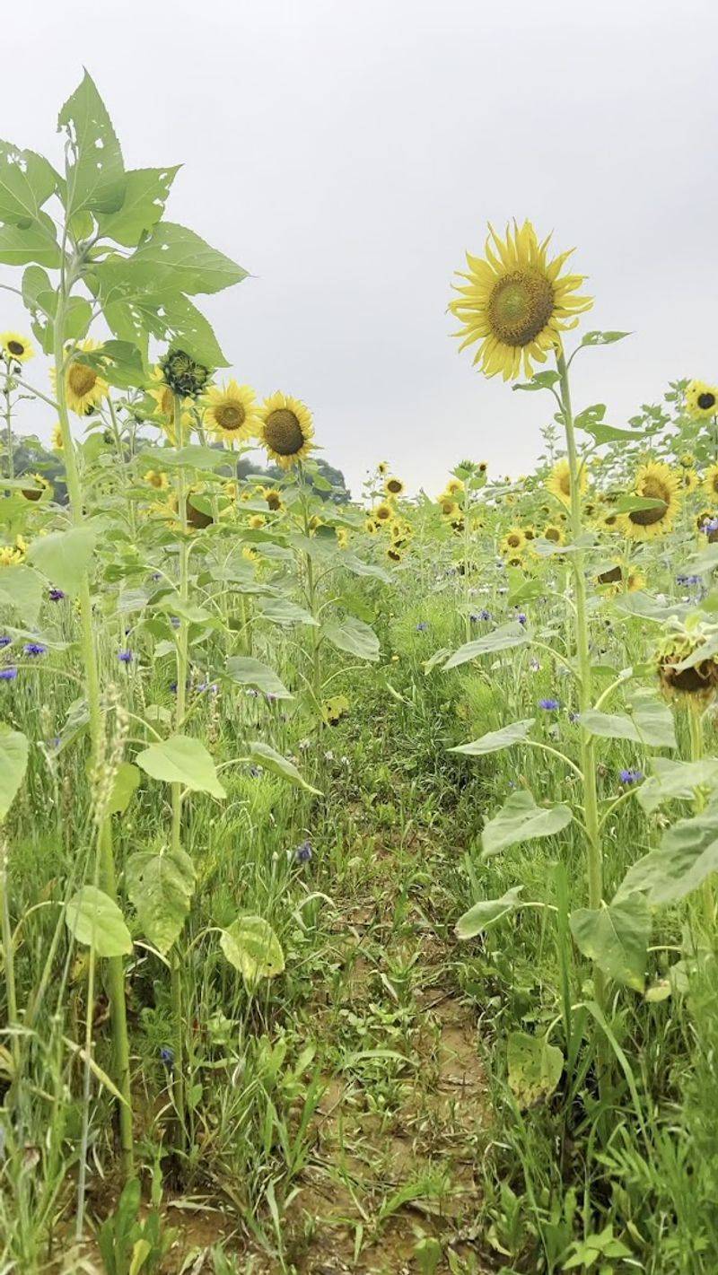 The Sunflower Fields: A Summer Highlight