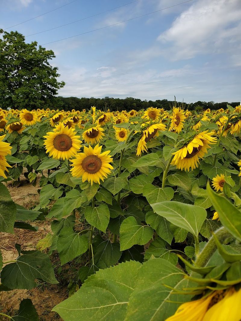 Where the Field Lives and Why It Matters