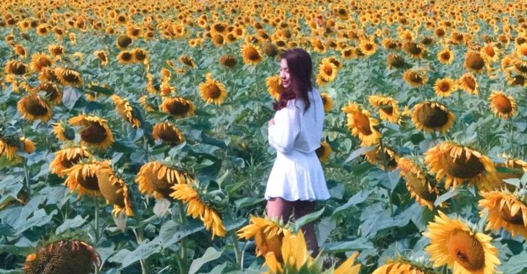 Ohio Is Home To A Sunflower Field That Feels Straight Out Of Van Gogh’s Masterpiece
