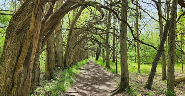 Ohio’s Dreamiest Tree Tunnel Hike Feels Like A Secret Woodland Escape