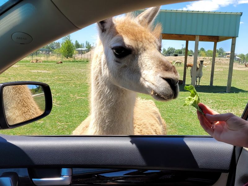 The Drive-Through Safari Experience