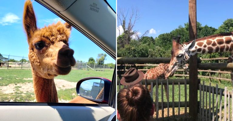 Ohio’s Massive Safari Park Lets You Get Surprisingly Close To Giraffes, Zebras And More