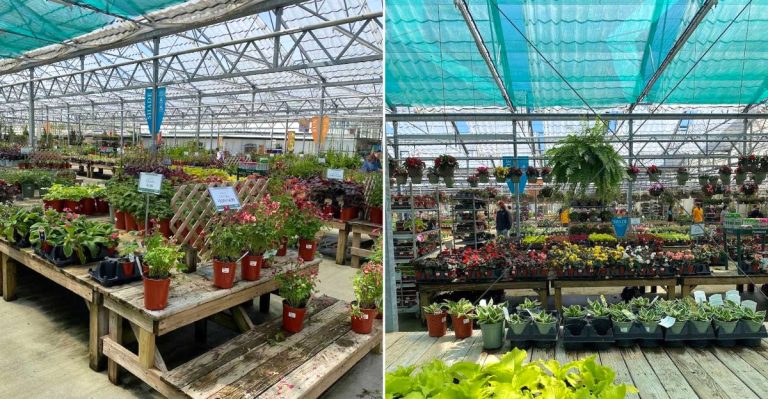 Ohio’s Most Charming Greenhouse Turns Plant Shopping Into A Full Afternoon Escape