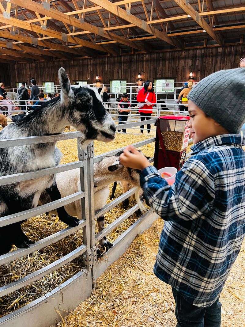 Oinks, Goats, And A Little Farm Chaos Oinks, Goats, And A Little Farm Chaos