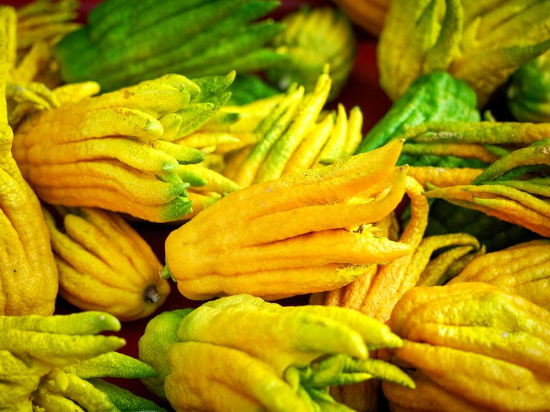 Buddha’s Hand Citron, The Citrus Octopus