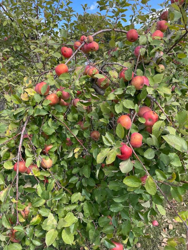 Okaw Valley Orchard (Sullivan)