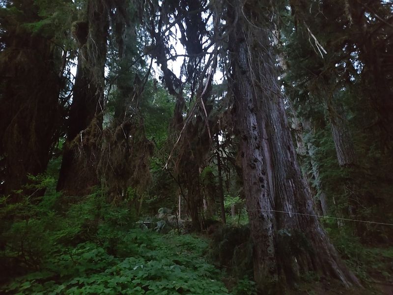 Old Cedars and Easy Trails