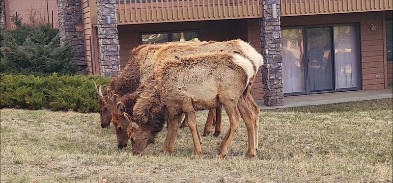Elk Sightings That Stop Traffic And Conversations