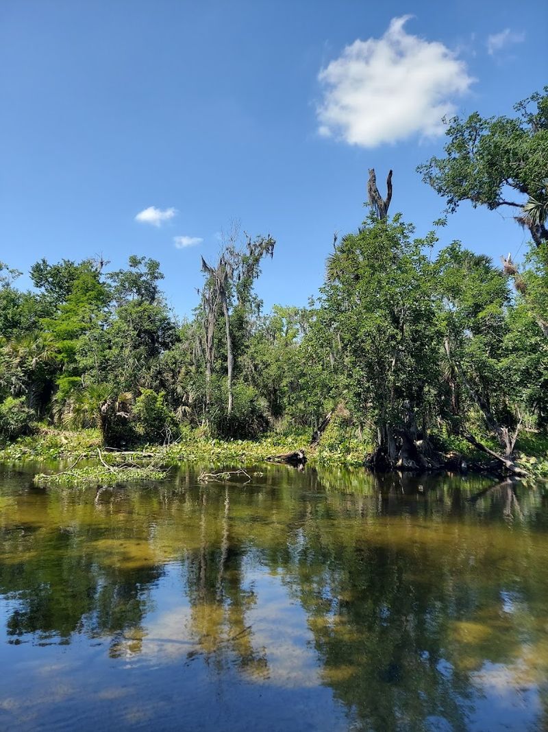 Old Growth Cypress Trees Line The Banks